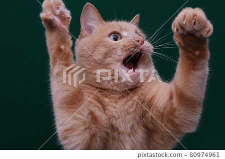 cat with its front paws raised up and mouth open. cat with its front paws raised up and mouth open. 80974961