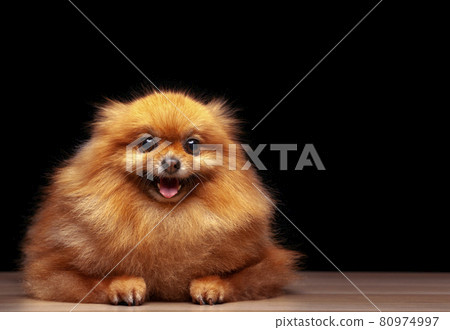 image of dog dark background image of dog dark background 80974997