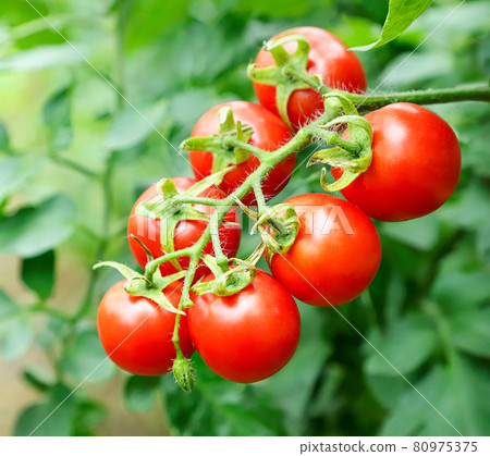 Cherry tomatoes on a twig on the background of nature Cherry tomatoes on a twig on the background of nature 80975375