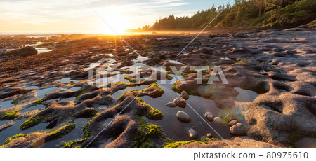 Botanical Beach on the West Coast of Pacific Ocean. 80975610