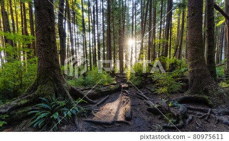 Hiking Path to Mystic Beach in the Vibrant Rainforest 80975611