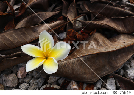 Tropical fresh flower between brown dry leaves. Tropical fresh flower between brown dry leaves. 80975649