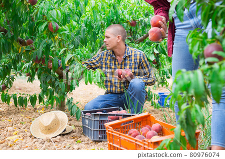Successful male owner of orchard gathering harvest of ripe peaches on day Successful male owner of orchard gathering harvest of ripe peaches on day 80976074