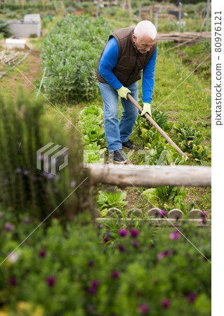 Elderly worker spuds plants in a garden 80976121