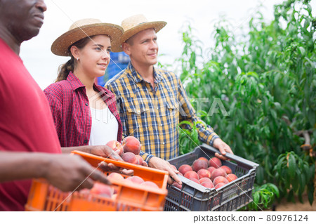 Workers have harvested peaches 80976124