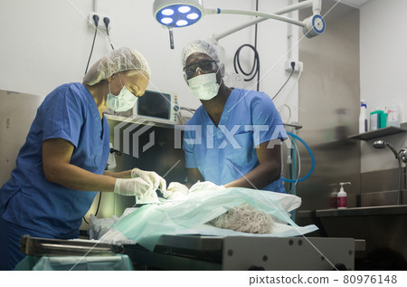 Surgery for a dog in a veterinary clinic Surgery for a dog in a veterinary clinic 80976148
