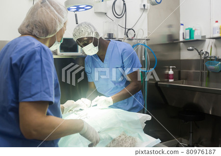 Proffesional veterinarians in uniform doing operation 80976187