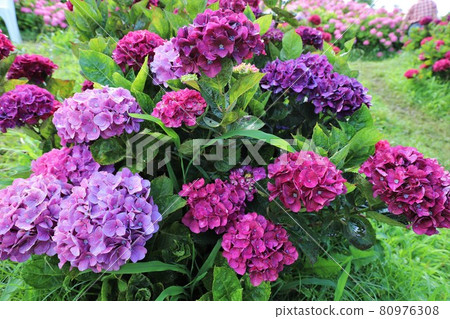 Ka Haya's Village Hydrangea Festival Ka Haya's Village Hydrangea Festival 80976308