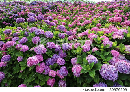 Ka Haya's Village Hydrangea Festival Ka Haya's Village Hydrangea Festival 80976309