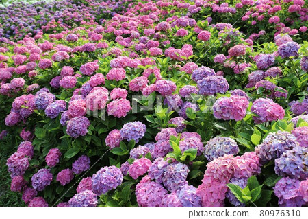 Ka Haya's Village Hydrangea Festival Ka Haya's Village Hydrangea Festival 80976310