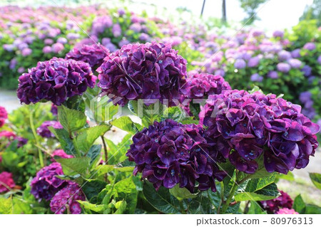 Ka Haya's Village Hydrangea Festival Ka Haya's Village Hydrangea Festival 80976313
