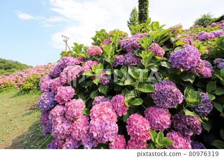 Ka Haya's Village Hydrangea Festival Ka Haya's Village Hydrangea Festival 80976319