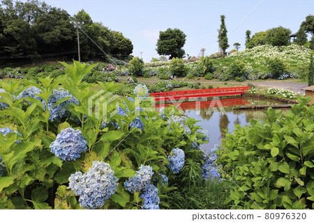 Ka Haya's Village Hydrangea Festival Ka Haya's Village Hydrangea Festival 80976320