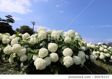 Ka Haya's Village Hydrangea Festival Ka Haya's Village Hydrangea Festival 80976337