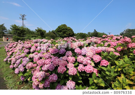 Ka Haya's Village Hydrangea Festival Ka Haya's Village Hydrangea Festival 80976338