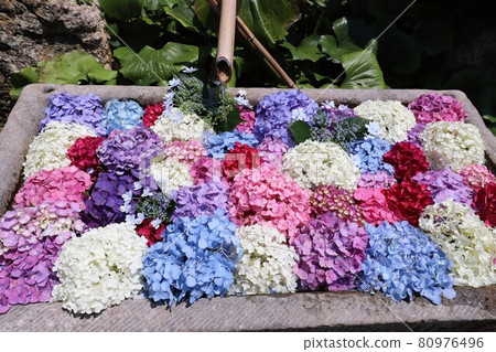 Ka Haya's Village Hydrangea Festival Ka Haya's Village Hydrangea Festival 80976496