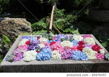 Ka Haya's Village Hydrangea Festival 80976497