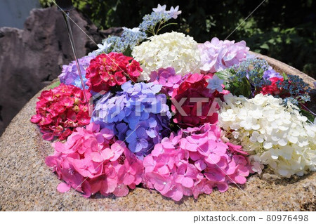 Ka Haya's Village Hydrangea Festival Ka Haya's Village Hydrangea Festival 80976498