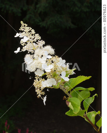 Hydrangea paniculata or also panicled hydrangea, the flowering plant of the family Hydrangeaceae. Twig of the panicled hydrangea shrub against dark, black background. Hydrangea paniculata or also panicled hydrangea, the flowering plant of the family Hydrangeaceae. Twig of the panicled hydrangea shrub against dark, black background. 80976823
