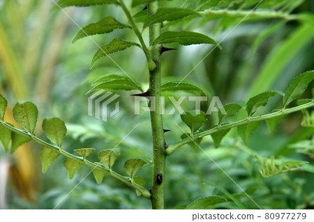 Inuzansho thorns 80977279