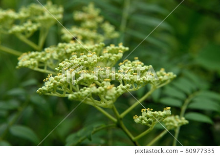 犬山莊花 犬山莊花 80977335