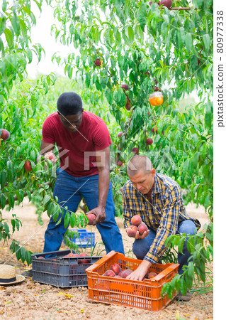Men picking juicy peaches 80977338