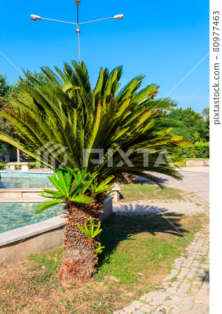Pygmy date palm trees (Phoenix roebelenii) in city park in Kemer, Turkey Pygmy date palm trees (Phoenix roebelenii) in city park in Kemer, Turkey 80977463