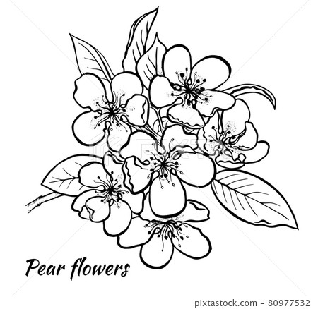 Spring pear inflorescenc Freehand ink vector eps 10 80977532