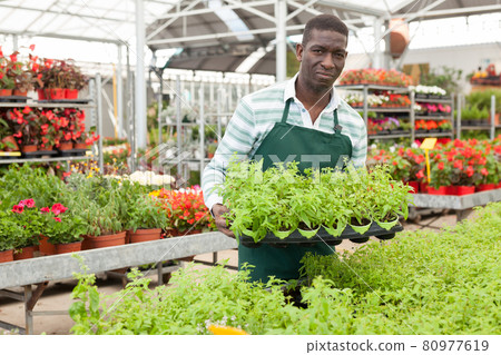 Florist cultivating potted ornamental houseplants Florist cultivating potted ornamental houseplants 80977619