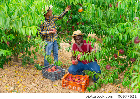 Two men harvest peaches in orchard 80977621