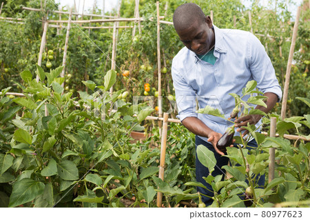 Confident afro-american gardener cares for plants 80977623
