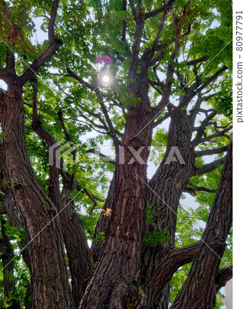 陽光透過銀杏樹 陽光透過銀杏樹 80977791