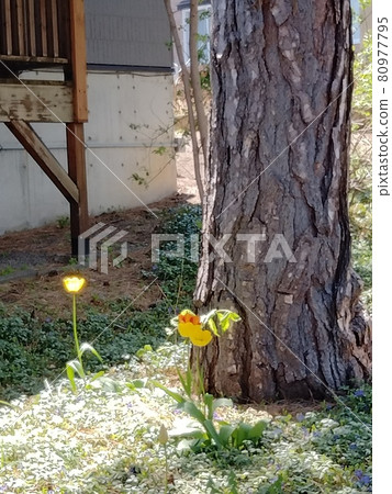大樹和發光的鬱金香 大樹和發光的鬱金香 80977795