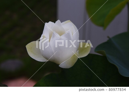 蓮花 蓮花 80977834