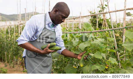 Young man gardener picking harvest of fresh cucumbers 80977849