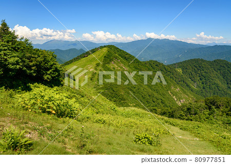 夏山（谷川岳天神平） 80977851