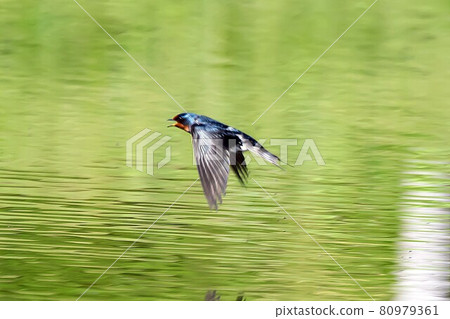 Wild bird swallow Wild bird swallow 80979361