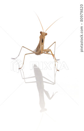 Juvenile praying mantis (Mantis religiosa) 80979820