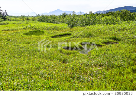 Summer Midagahara (Tateyama) 80980053