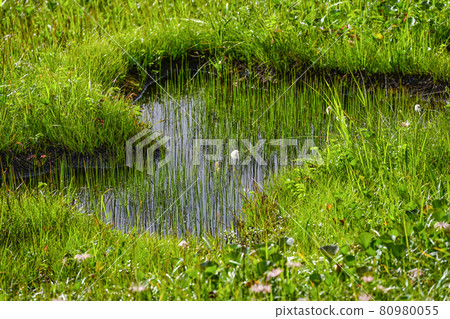 Watasuge of Midagahara (Tateyama) 80980055