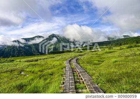 Summer Midagahara (Tateyama) 80980059