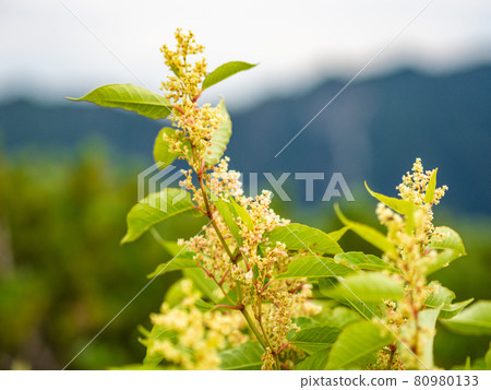 Alpine plant 80980133