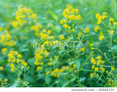 Alpine plant 80980134