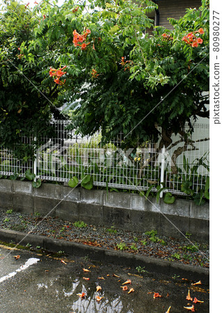 Orange trumpet vine flowers scattered in the rain 80980277