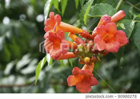 埃及伊蚊的橙花 埃及伊蚊的橙花 80980278