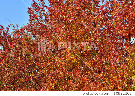 Autumn leaves of Momigiba Fut 80981165