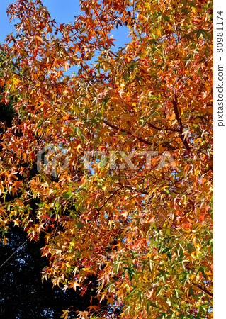 Autumn leaves of Momigiba Fut 80981174