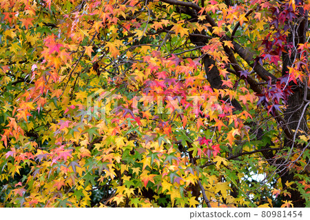 Autumn leaves of Momigiba Fut Autumn leaves of Momigiba Fut 80981454