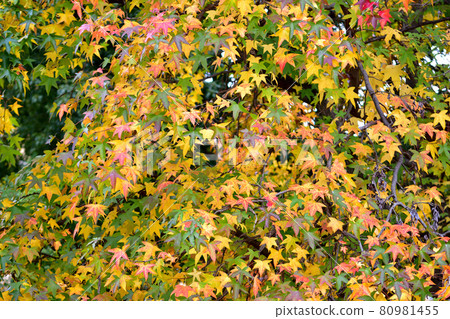 Autumn leaves of Momigiba Fut 80981455