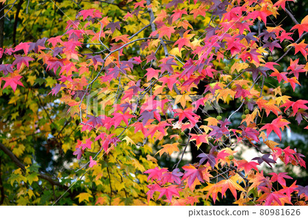 Autumn leaves of Momigiba Fut 80981626